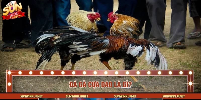 Sơ lược về đá gà cựa dao