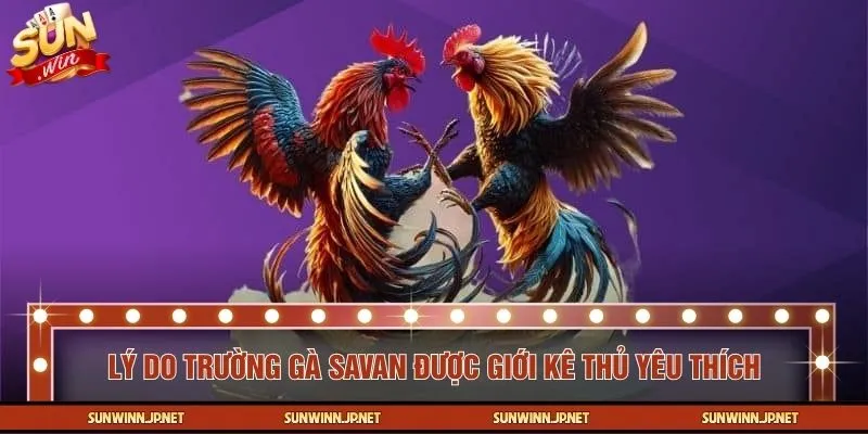Sức hấp dẫn của trường gà Savan trong mắt giới kê thủ