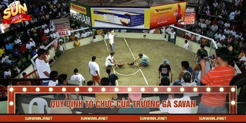 Nguyên tắc vận hành trong các trận đấu tại trường gà Savan
